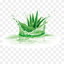 Lidah buaya merupakan tumbuhan berwarna hijau, daunnya lancip dan runcing, serta bergerigi di samping kanan dan kirinya dan hampir mirip duri. Aloe Vera Fresh Aloe Vera Leaf Computer Wallpaper Plant Stem Png Pngwing