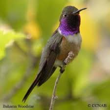 Birds Of The Bahamas Photos Wading Birds Of North America Bahama Woodstar Pictures Hummingbirds Of North America Birds Pet Birds Weird Animals Bahama