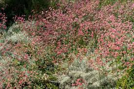 Image result for Eriosema buchananii