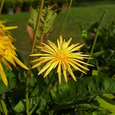 Image result for Pentanema