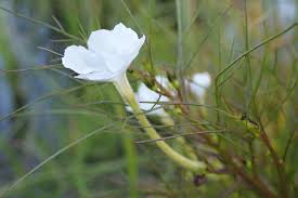 Image result for Rhamphicarpa fistulosa