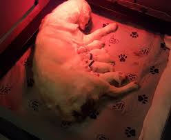 They are intelligent and very trainable. Premium English Golden Retriever Puppies For Sale Ck English Goldens