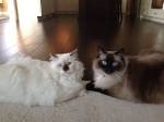 The Chocolate Point Ragdoll - Ragdoll Fanciers Worldwide ...