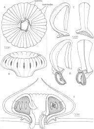 Image result for Scytopetalum pierreanum