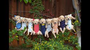 Mini goldendoodle puppies and teacup micro goldendoodle puppies for sale from breeders usually fall within in a price range of 1500 3500. Most Adorable Golden Retriever Puppies Family Fun Pack Youtube