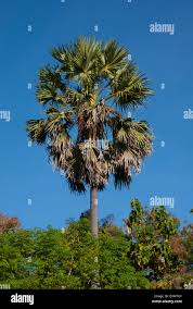 Image result for Borassus