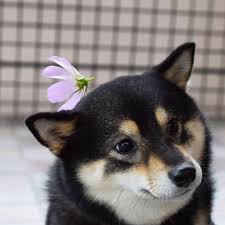 Black And Tan Shiba Inu For Sale Aco The Shiba Black Tan White Colouring Furry Friend Black And Tan Animals