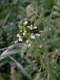 Image result for Capsella