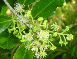 Image result for Scolopia stolzii