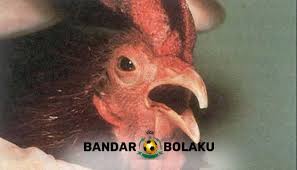 Salah satu penyakit yang sering dijumpai oleh botoh ayam adalah penyakit berak kapur atau berak putih,. Tips Ampuh Mengobati Ayam Aduan Terkena Dugal Air