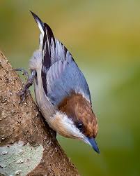 Birds Native To North Carolina 