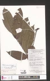 Image result for Sorindeia winkleri