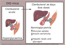 Treatment With A B 2 Adrenoceptor Agonist Stimulates Glucose Uptake In Skeletal Muscle And Improves Glucose Homeostasis Insulin Resistance And Hepatic Steatosis In Mice With Diet Induced Obesity Springerlink