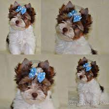 biro a choco yorkshire terrier s pp 1 biewer yorkie yorkshire terrier york dog