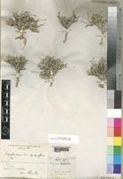 Image result for Indigofera circinella