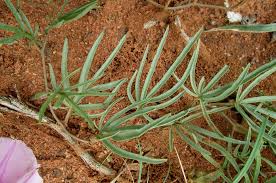 Image result for Ipomoea bolusiana