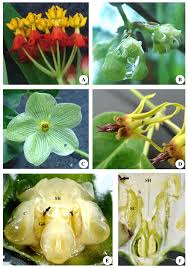 Image result for Apocynaceae subfamilies Asclepiadoideae and Secamonoideae