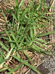 Image result for Cenchrus clandestinus