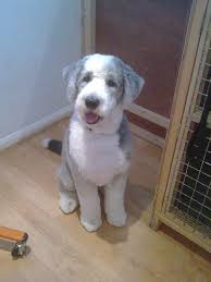Bearded Collie Poodle Cross Baby Farm Animals Bearded Collie Fur Babies