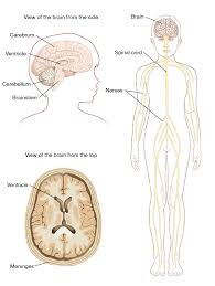 Related posts of central nervous system diagram inner body parts pics. Anatomy Of The Child S Nervous System