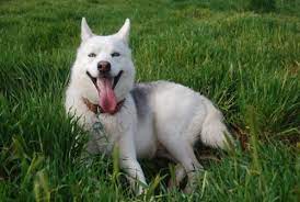 Siberian Husky Health Problems Issues Canna Pet
