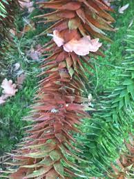 Last year we had very dry summer and since then we noticed that more and more branches are turning brown. Ask A Question Forum Monkey Puzzle Tree Maintenance Garden Org