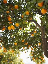 Factors Affecting Freeze Damage To Fruit Trees Home Guides