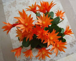 The leaves may fall off and white rotting spots may appear because of overwatering. Schlumbergera Weihnachtskaktus Schlumbergera Weihnachtskaktus Easter Cactus Christmas Cactus Plant Cactus Flower