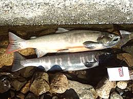 2011 guldørred i en dam på. Trout Wikipedia Bahasa Melayu Ensiklopedia Bebas