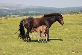 » poil de chat et points rouges sur mes lactiques » fourgon. Dartmoor Cheval Wikipedia