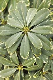 Image result for Pittosporum