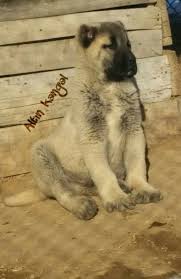 Kangal Yavrusu Satisi Ve Fiyatlari