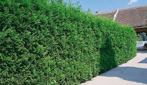 Privacy shrubs are perfect for creating a natural privacy fence between neighbors and street traffic. Fast Growing Hedges For Privacy Instanthedge Blog