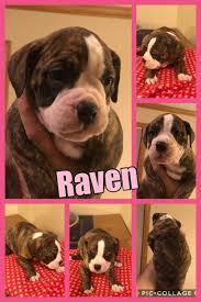 We did not find results for: Old English Bulldog Puppies For Sale Zimmerman Mn 285121