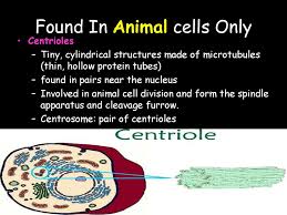 Sep 10, 2011 · central vacuole: Cells Ppt Download