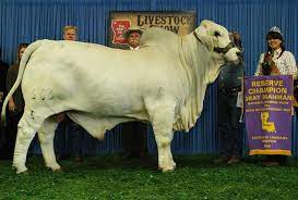 It was bred in the united states from 1885 from cattle originating in india, imported at various times from the united kingdom, from india and from brazil. Show Cattle J D Hudgins Inc