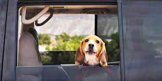 Maybe you would like to learn more about one of these? Dog Shipping Services Price Ranges Factors To Consider Faq