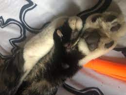 My Cat Has A Nail Growing From His Foot Pad Unlike Other Cats My Cat Has Extra Paw Fingers On Each Paw But I Am Now Noticing This Petcoach