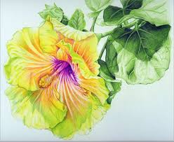 Georgia S Pearl Hibiscus Colored Pencil Drawing Flower Drawing Hibiscus Drawing Flower Art