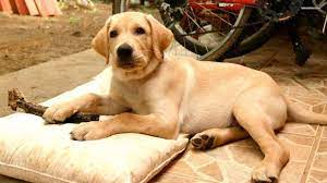 Labrador Dog Hd Wallpapers And Backgrounds 27 Http Www Urdunewtrend Com Hd Wallpapers Animal Labr Labrador Dog Labrador Retriever Labrador Retriever Funny