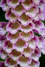 Maybe you would like to learn more about one of these? Foxglove We Love These In Our Garden They Re Seed So Give Them Room To Grow Fancy Flowers Flowers Perennials Pink Flowers