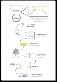 Team Unsw Australia Lab Cloning 2018 Igem Org