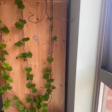 Image result for Ipomoea welwitschii