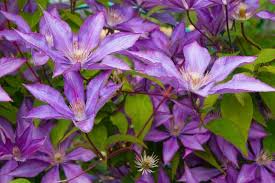 Image result for Clematis costata