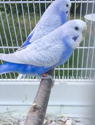 Get Some Parakeets For Sale At Petco Xoxo Cute Birds Budgies Bird Pet Birds