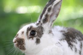 Some countries eat cat meat regularly, whereas others have only consumed some cat meat in desperation during wartime or poverty. Pet Bunny Behavior Body Language Best Friends Animal Society