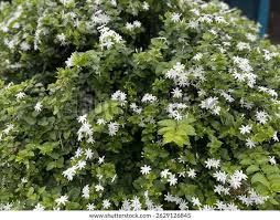 Image result for Jasminum multipartitum