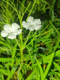 Image result for Rhamphicarpa