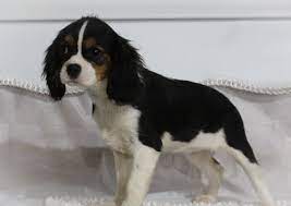 Puppies For Sale Near Me Find Your Puppy Vip Puppies Cavalier King Charles Dog Cavalier King Charles Spaniel Cavalier King Charles