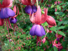 Lovely Fuchsias A Brief Review Of Four English Words That Start Witrh D Graduate Entry Tests Flower Images Free Flower Garden Images Planting Flowers